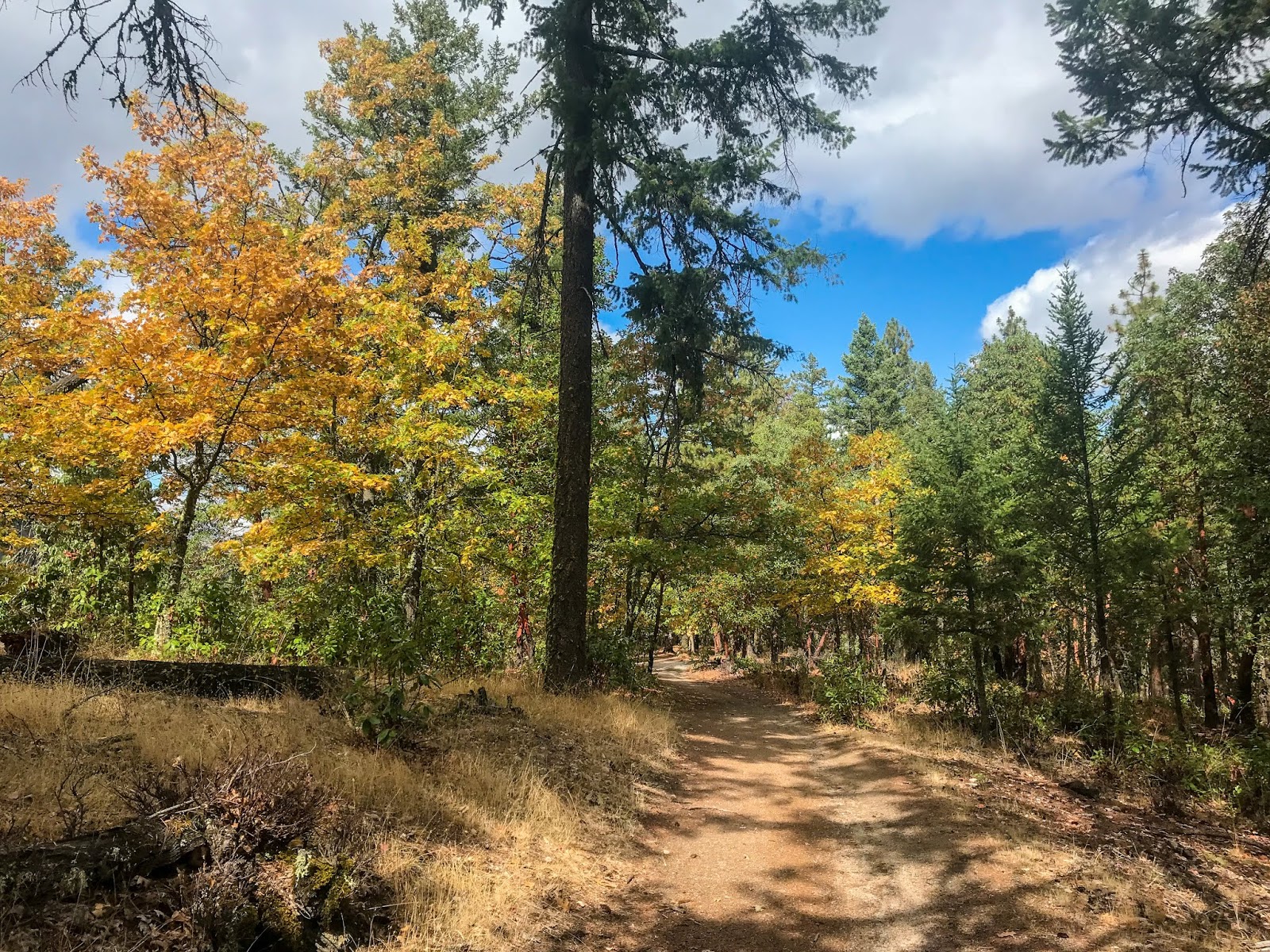 Arts and Sustainability